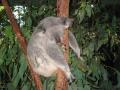 koalasleeping.jpg