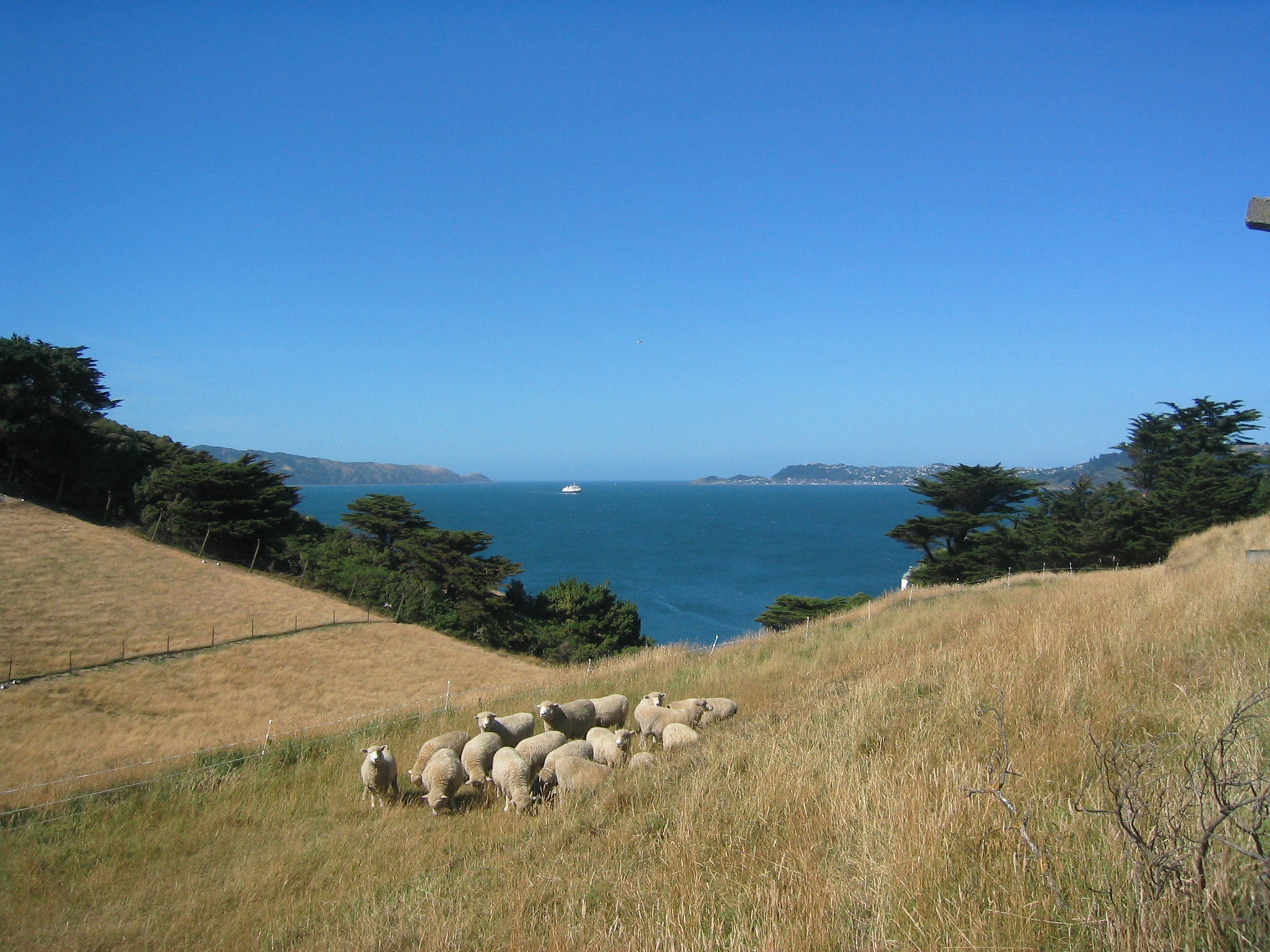 sheeponisland.jpg